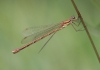 IMG_1552_Lestes_virens